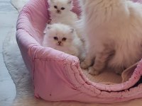 Scottish straight ve scottish fold yavrular