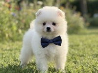 Teddy bear pomeranian boo
