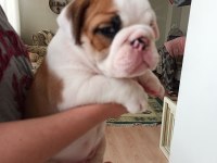 KAR TOPU İNGİLİZ BULLDOG YAVRULARIMIZ