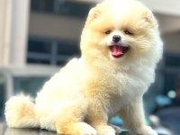 POMERANİAN BOO DÜNYASI