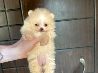 Pomeranian panda rengi
