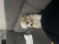 Maltese erkek köpeğimiz