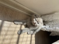 Yavru scottish fold orijinal ırk