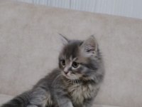 Sahiplendirme scottish fold