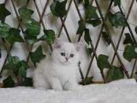 AY1133 Erkek British Shorthair Golden Point