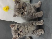 Uyguna British Shorthair Vereceğim
