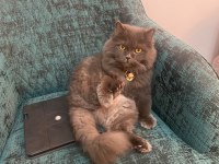 7 yaşında british longhair