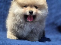 DİŞİ AYI SURAT POMERANİAN BOO