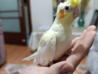 Lutino kırmızı göz sultan papağanı yavru