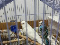 YUMURTALI TAKIM MUHABBET KUŞU