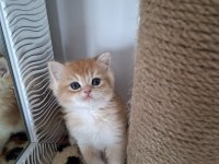 Safkan british shorthair golden bebekler