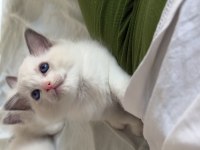 Ragdoll yavru kediler