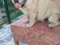 ORJİNAL İRK YETİŞKİN INGILIZ BULLDOG