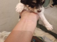 Terrier yavrularımıza acil yuva aranıyor