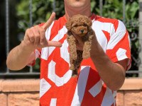 Toy poodle bebeklerimiz
