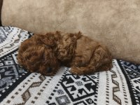 Dişi Ve Erkek Toy Poodle