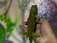 ÇİPLİ FATURALI YASAL İGUANA‼️