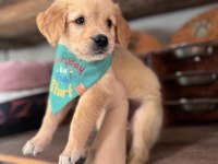 Her ailenin hayali golden retriever bebekleri