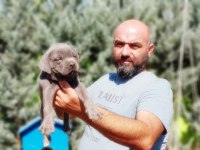 Cane Corso Yavru Köpeğimiz