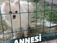 4 Aylık Pomeranian Spitz Cinsi Dişi Yavrumuz