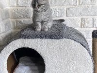Scottish fold yavrumuz yeni yuvasını arıyor