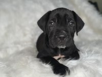 Safkan cane corso yavrularımız