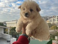 Maltipoo bebekler
