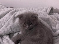 2 aylık scottish fold duman