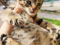 İKİ KARDEŞ KEDİLER