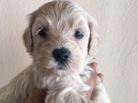 Maltipoo Yavrular