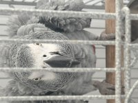 JAKO PAPAĞANIMIZ EVCİL MARKET BURADADAN SAHİPLENDİM