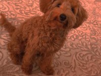 Toy poodle 6 aylık dişi her şeyi tam ilgilenenler