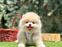 Boo Pomeranian Peluş Ayıcık Tip Yavrularımız