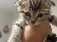 Son scottish fold yavrumuz acil sahiplendirilecek