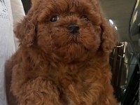 Bakımlı toy Poodle bebekler