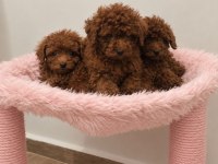 Ev Üretimi Tertemiz Toy Poodle
