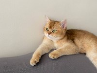 Kimlikli British Shorthair Orjinal