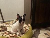 Erkek Ve Dişi 2 Aylık French Bulldog Yavrular