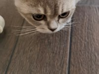 British Shorthair Ücretsiz Sahiplendirme