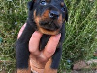 A kalite doberman yavrular