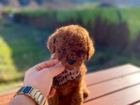 Max 2 Kg Olacak Poodle Bebekler