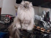 British longhair prenses