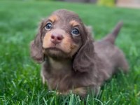 UZUN TÜYLÜ CHOCOLATE AND TAN AŞILI DACHSHUND BEBEKLER
