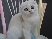 Scottish fold dişi sıfır kulak