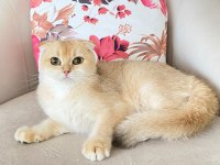 Scottish fold golden ırk garantili dişi