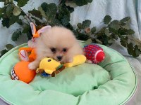 Pomeranian boo yavrularımız