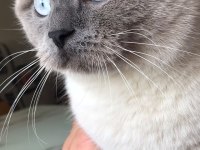 British Shorthair Scottish Fold Longhair Yavrular