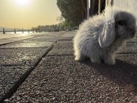 Floki sahnede o bir blue teddy lop tavşan