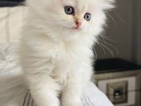 British Longhair Safkan