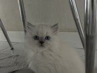 Kar topu yavru kediler aşırı uysal ve sevimliler